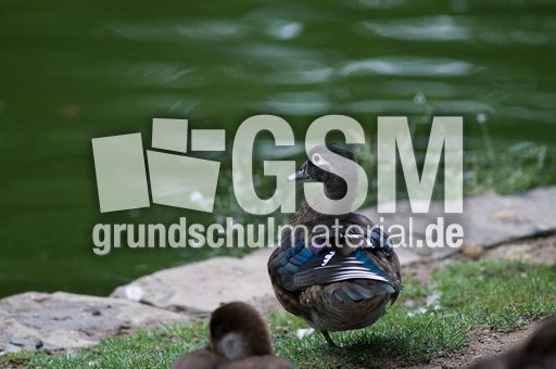 Brautente (1 von 6).jpg